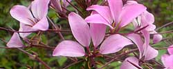 Care of the plant Cleome spinosa or Spider flower.
