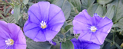 Care of the plant Convolvulus sabatius or Blue rock bindweed.