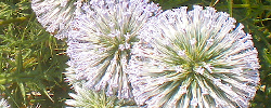 Care of the plant Echinops spinosissimus or Echinops creticus.