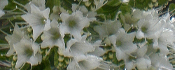Cuidados de la planta Echium simplex o Tajinaste blanco.