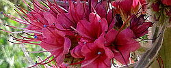 Cuidados de la planta Echium wildpretii o Tajinaste rojo.