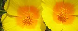 Cuidados de la planta Eschscholzia californica o Amapola dorada.