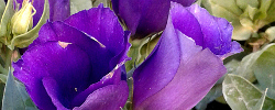 Care of the plant Eustoma grandiflorum or Texas bluebell.