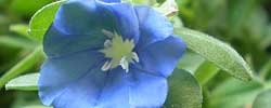 Care of the plant Evolvulus glomeratus or Blue Daze.