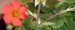 Care of the plant Geum coccineum or Red avens.
