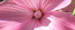 Care of the plant Lavatera trimestris or Rose mallow.