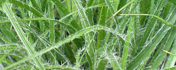 Care of the plant Luzula nivea or Snow rush.