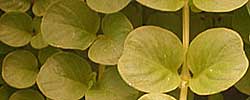 Cuidados de la planta Lysimachia nummularia o Planta de la moneda.