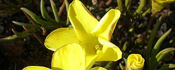 Cuidados de la planta Oxalis flava u Oxalis amarillo.