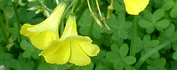 Care of the plant Oxalis pes-caprae or Bermuda buttercup.