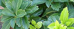 Care of the plant Pachysandra terminalis or Japanese spurge.