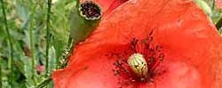 Care of the plant Papaver rhoeas or Common poppy.