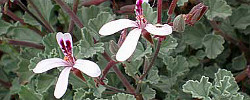 Cuidados de la planta perenne Pelargonium exstipulatum o Geranio poleo.