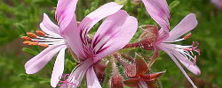 Cuidados de la planta perenne Pelargonium radens o Geranio de hojas perfumadas.