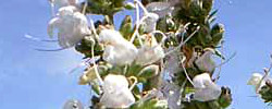 Care of the plant Salvia apiana or White sage.