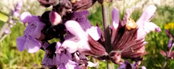 Cuidados de la planta Salvia fruticosa o Salvia griega.