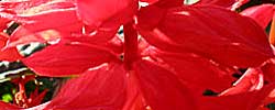 Cuidados de la planta Salvia splendens o Salvia roja.