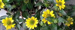 Care of the plant Sanvitalia procumbens or Creeping zinnia.