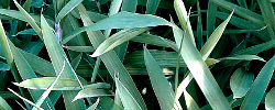 Care of the plant Sasa pumila or Pleioblastus pumilus.