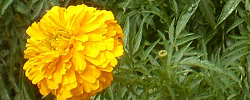 Care of the plant Tagetes erecta or Mexican marigold.