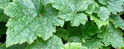 Care of the plant Tiarella cordifolia or Heartleaf foamflower.