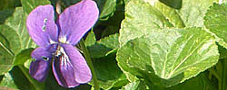 Care of the plant Viola odorata or Common violet.