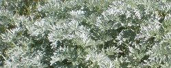 Care of the plant Artemisia absinthium or Common wormwood.