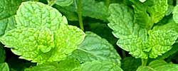 Cuidados de la planta Mentha sativa, Menta o Hierbabuena.