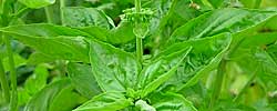 Cuidados de la planta aromática Ocimum basilicum o Albahaca.