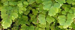 Cuidados de la planta acuática Adiantum capillus-veneris o Culantrillo de pozo.
