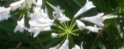Care of the plant Agapanthus praecox or Common agapanthus.