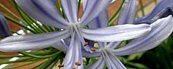 Care of the rhizomatous plant Agapanthus africanus or African lily.