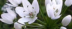 Cuidados de la planta Allium neapolitanum o Ajo blanco.