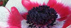 Care of the rhizomatous plant Anemone coronaria or Poppy anemone.