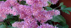 Care of the plant Astilbe x arendsii or Astilbe hybrid.