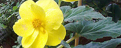Cuidados de la planta Begonia x tuberhybrida o Begonia tuberosa.
