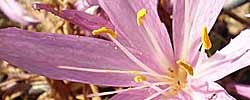 Care of the bulbous plant Colchicum autumnale or Autumn crocus.