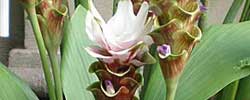 Care of the rhizomatous plant Curcuma alismatifolia or Siam tulip.
