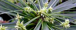 Cuidados de la planta acuática Cyperus alternifolius o Planta paraguas.