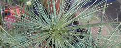 Care of the plant Cyperus haspan or Dwarf papyrus sedge.