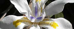 Care of the rhizomatous plant Dietes iridioides or African iris.