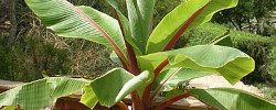 Care of the plant Ensete ventricosum or False banana.