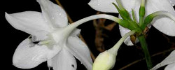 Care of the bulbous plant Eucharis x grandiflora or Amazon lily.