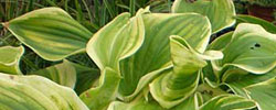 Care of the plant Hosta fortunei or Siebold's plantain lily.