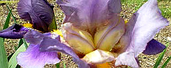 Care of the rhizomatous plant Iris germanica or Bearded iris.