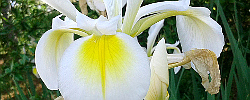 Care of the rhizomatous plant Iris orientalis or Turkish iris.
