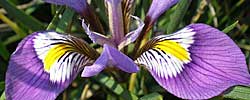 Care of the rhizomatous plant Iris unguicularis or Algerian iris.