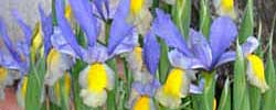 Care of the rhizomatous plant Iris xiphium or Spanish iris.