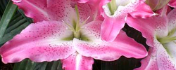 Care of the plant Lilium orientalis or Oriental Lily