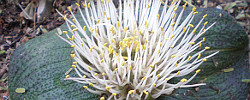 Care of the bulbous plant Massonia pustulata or Blistered massonia.